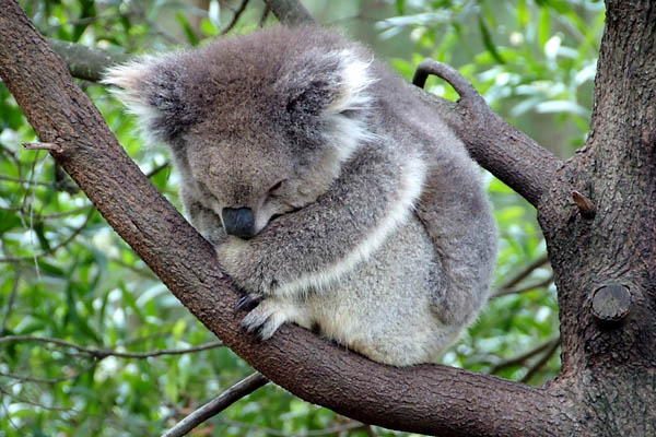 Koala