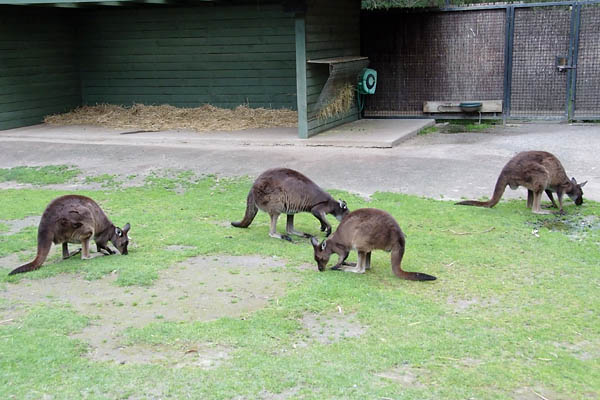 Kangaroos