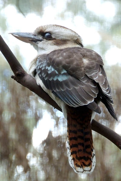 Kookaburra