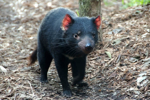 Tasmanian Devil