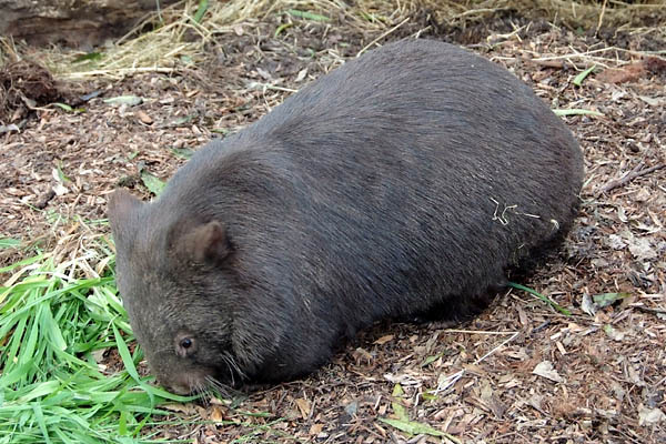 Wombat