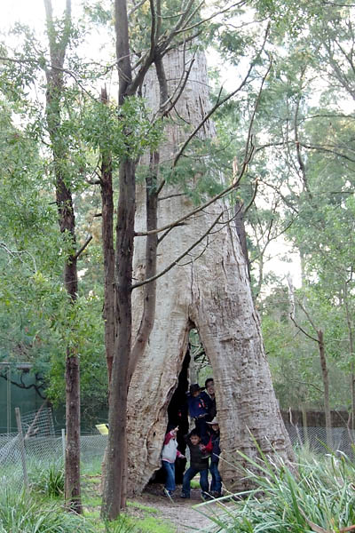 In the trunk of a tall tree