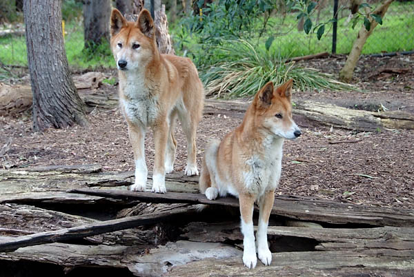 Dingoes