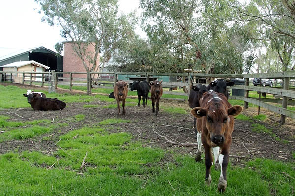 These cattle had just been weaned from their mothers