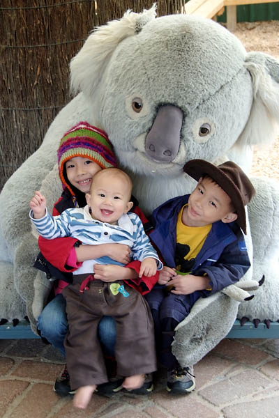 Probably the largest koala at the Koala Conservation Centre