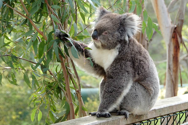 The koalas are very near us