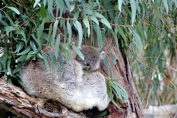 You don't see this everyday, a koala joey in the pouch