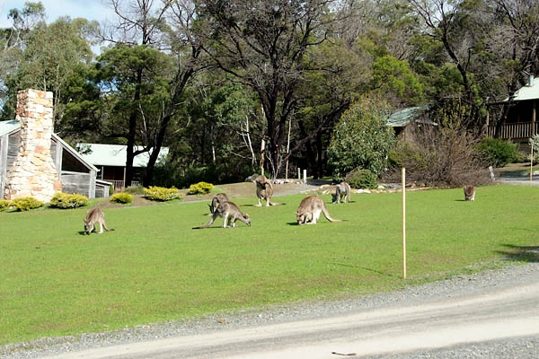 Wild kangaroos at the courtyard