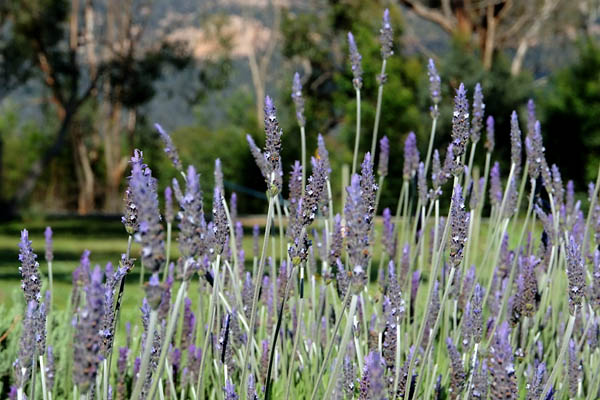 Wild lavenders