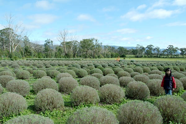 The farmed lavenders are not yet blooming