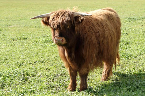 Hairy cattle, this is a young one, the horns are not long yet