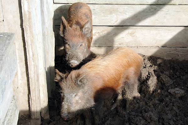 Pigs at the Chinese Camp