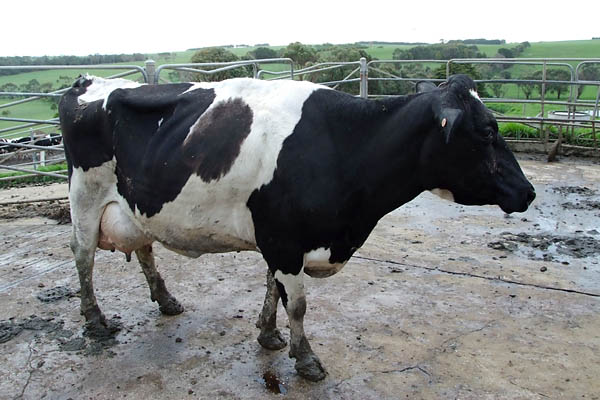 Dairy cow