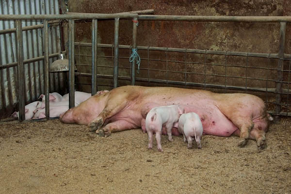 Sow and piglets