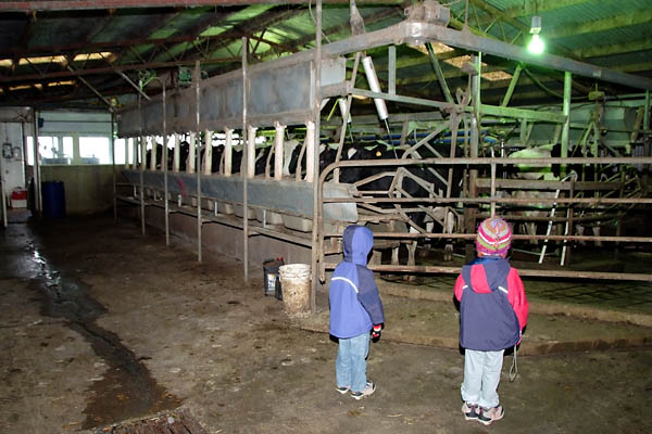 Automated milking machine