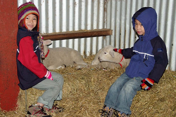 Esther and David loves the lambs