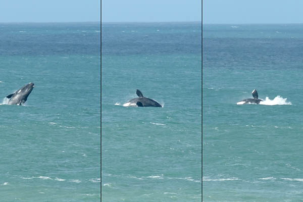 Southern right whale, jumping out of the water!