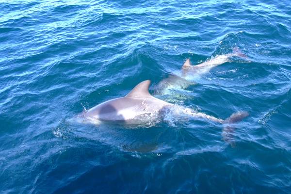 Dolphins, really close to us