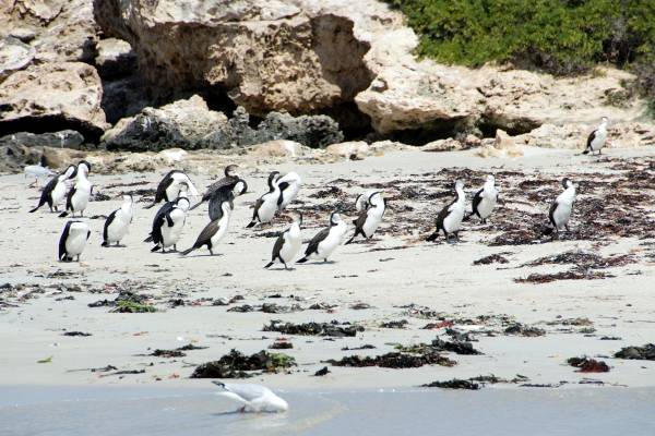 Cormorants