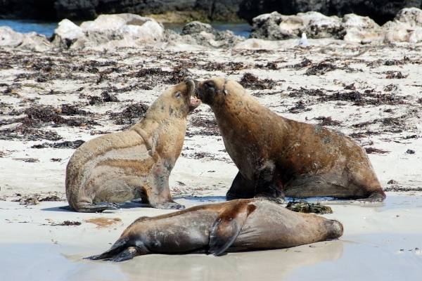 Sea lions