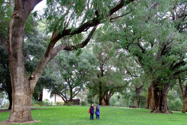 King's Park, very large trees