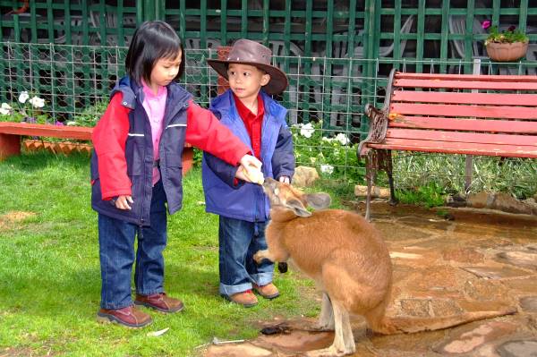 Bindoon, feeding kangaroo