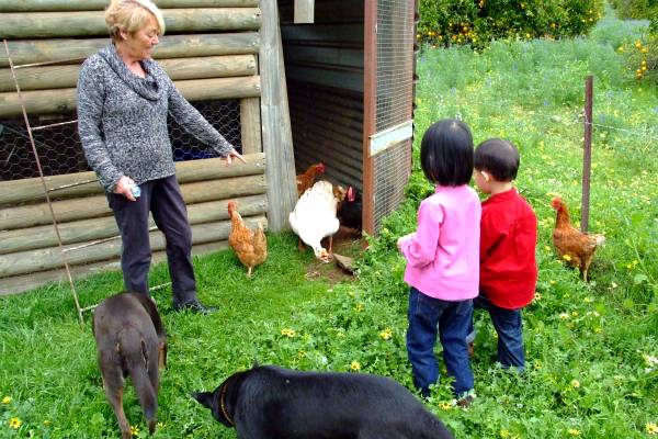 Feeding the birds