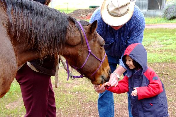 Feeding Lee's horse