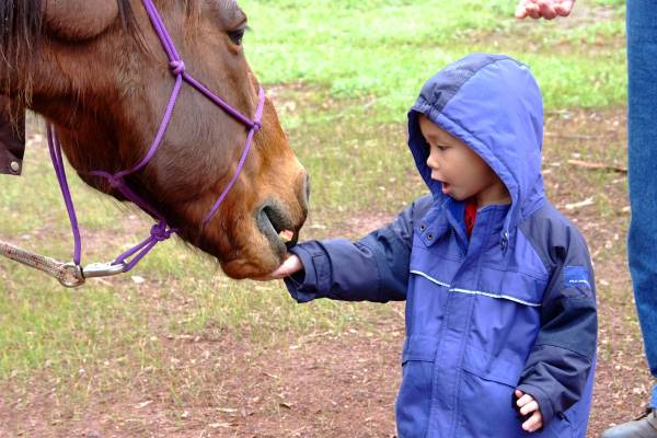 Feeding Lee's horse