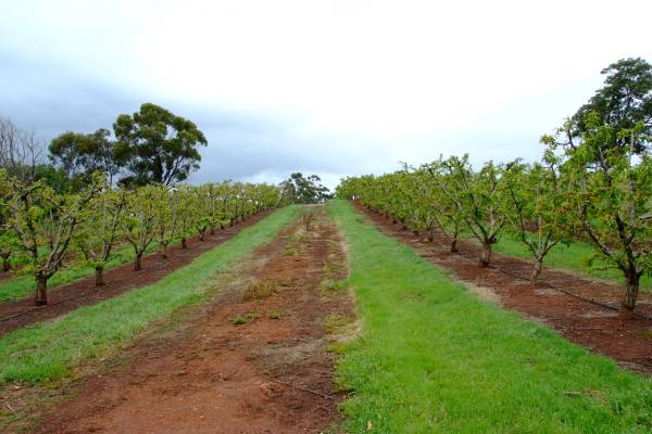 Nectarine orchard