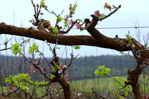 Apricot blooms