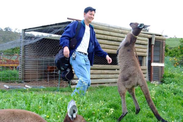 YowCH playing with the kangaroos