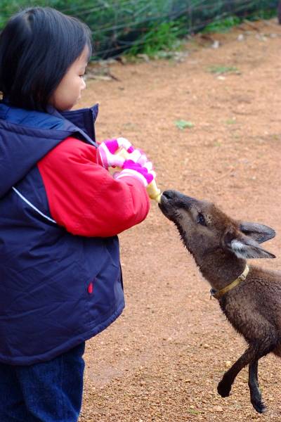 Esther feeding kangaroo