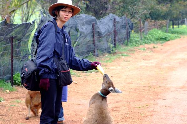 Grace feeding kangaroo