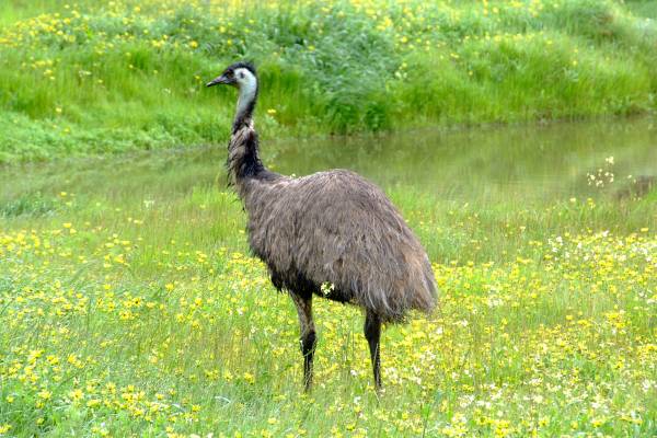 Wild emu along Kay Road