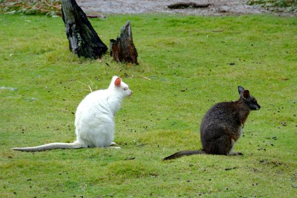 Black and white kangaroos