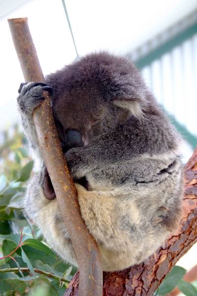 Koala sleeping