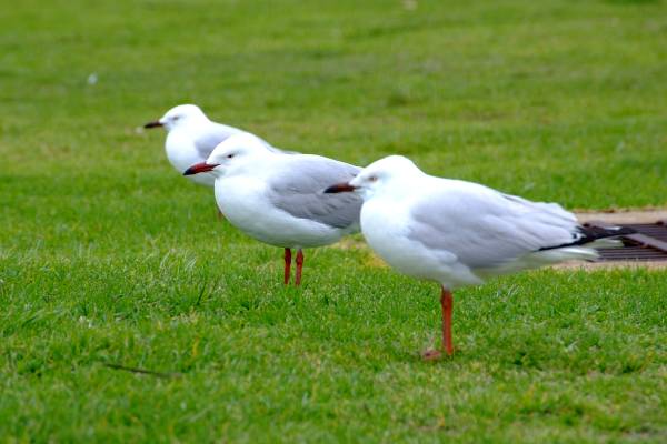 All the birds in a row