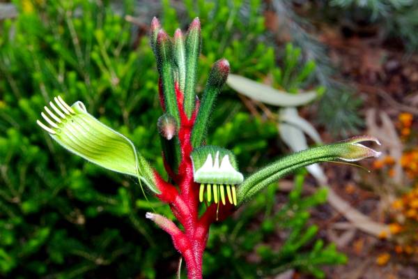 Kangaroo's paw flower